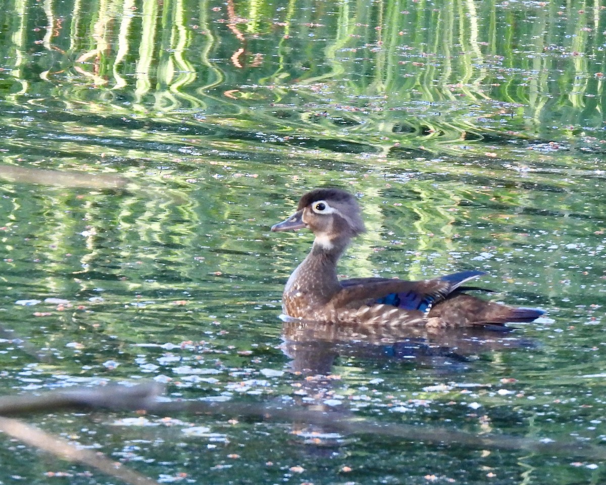 Wood Duck - ML620533433