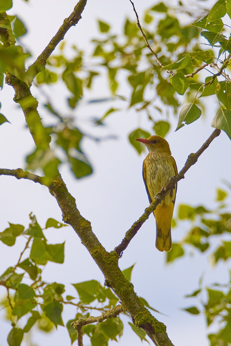 Eurasian Golden Oriole - Lukáš Váňa