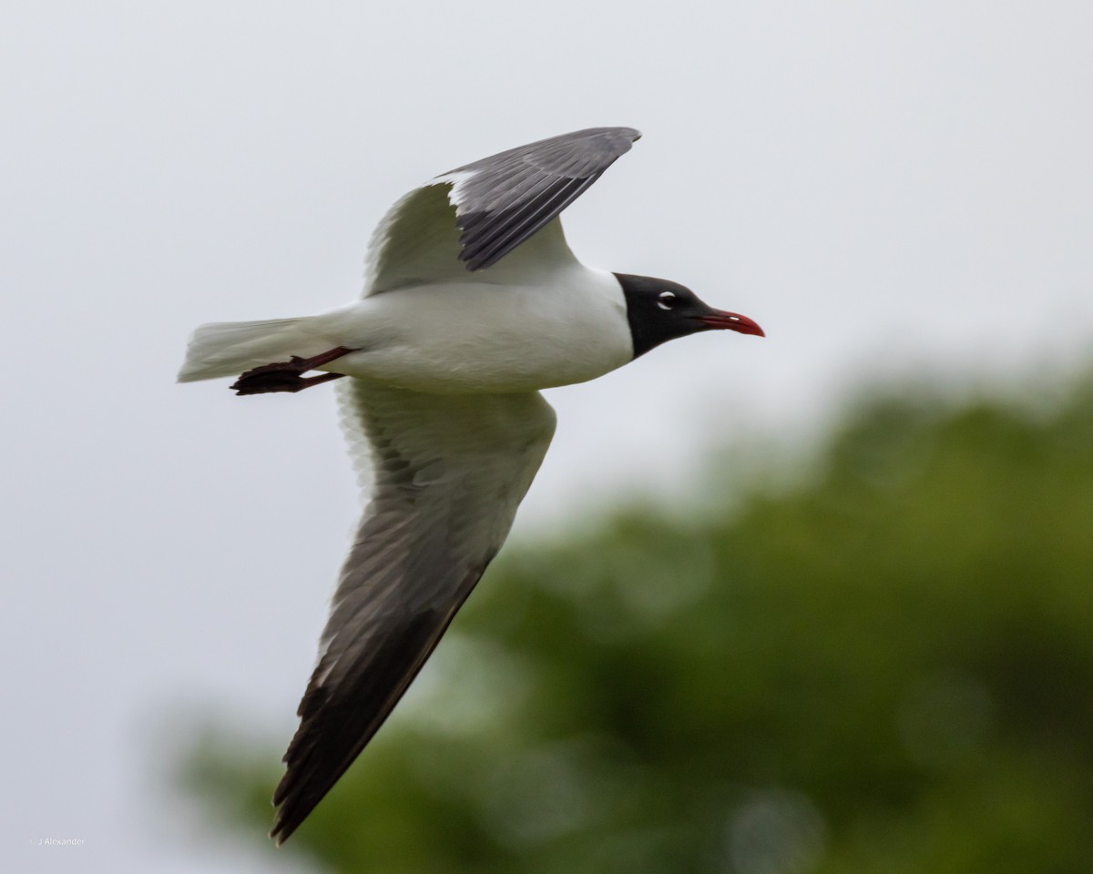 Laughing Gull - ML620533444