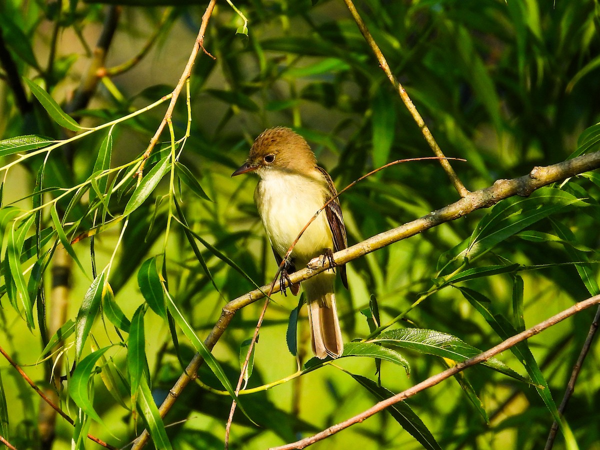 Willow Flycatcher - ML620533446