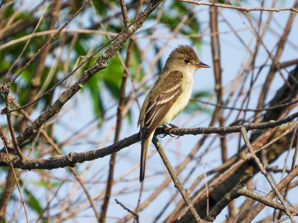 Willow Flycatcher - ML620533447