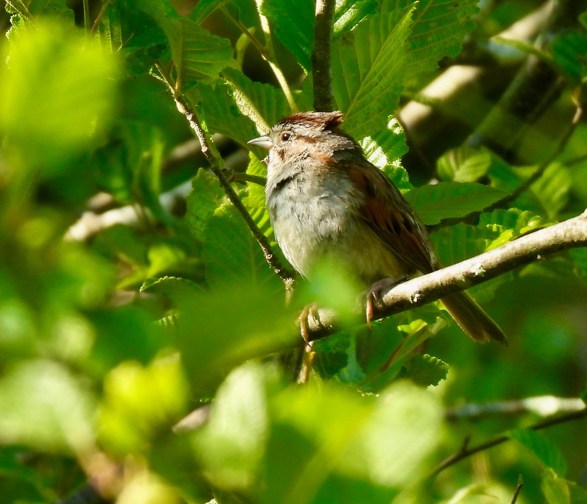 Swamp Sparrow - ML620533451