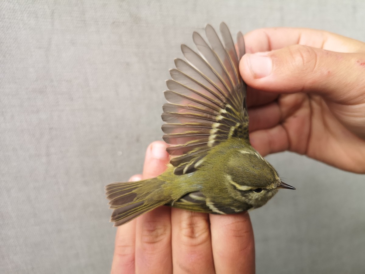 Yellow-browed Warbler - ML620533460