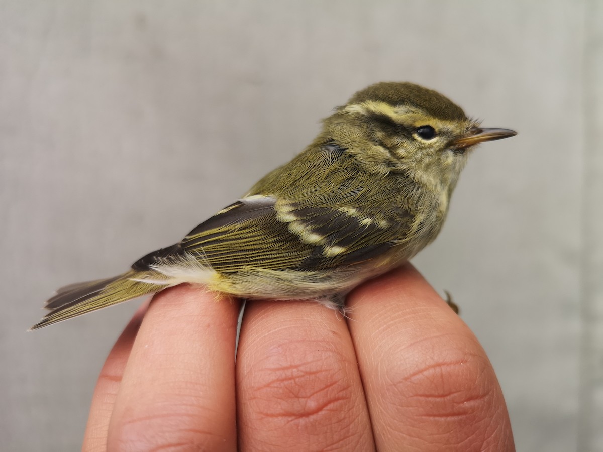 Yellow-browed Warbler - ML620533461