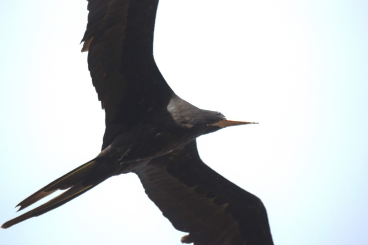 Magnificent Frigatebird - ML620533465