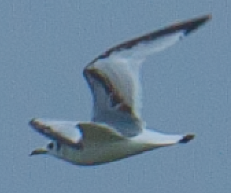 Black-legged Kittiwake - ML620533467