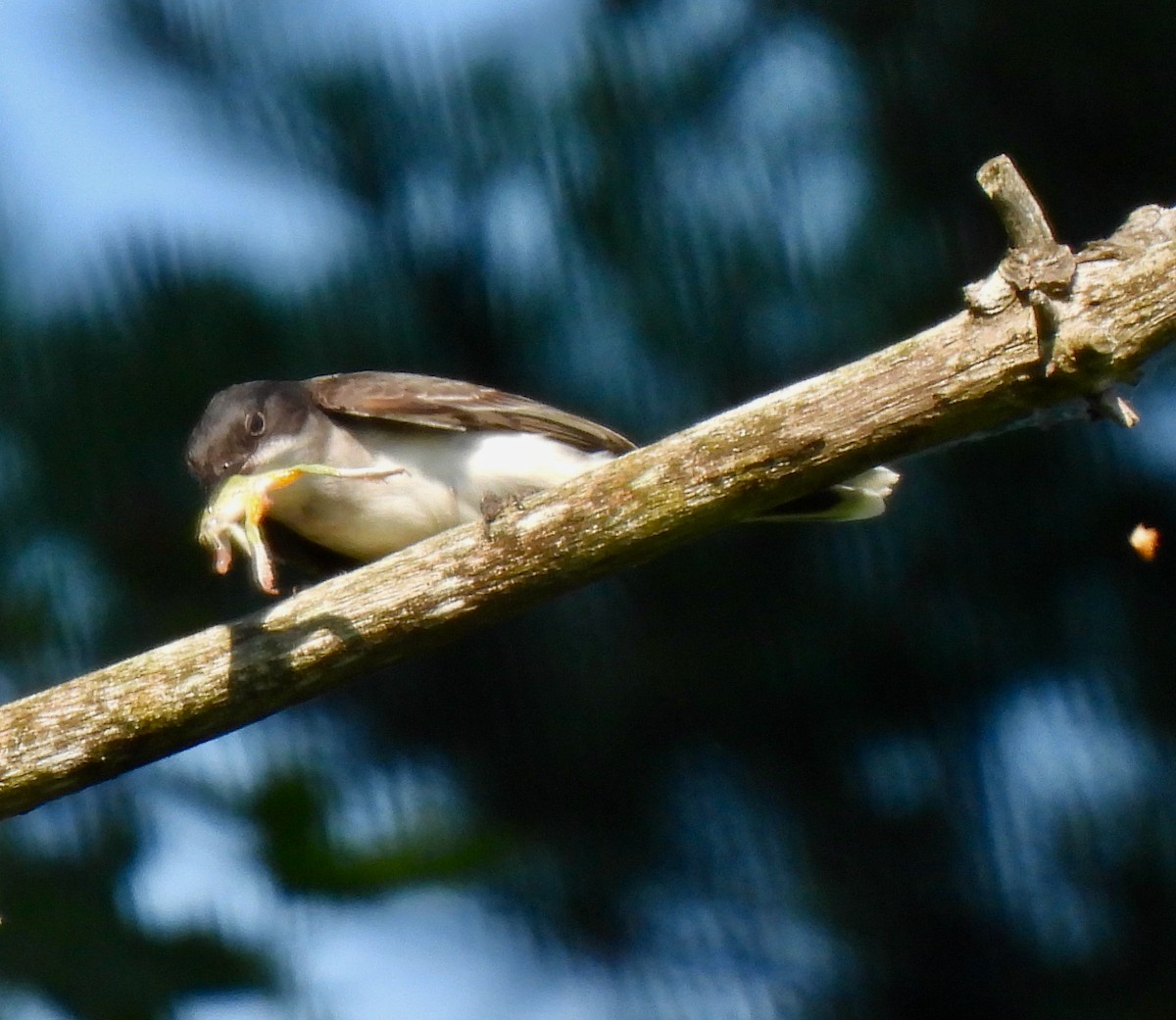 Eastern Kingbird - ML620533470