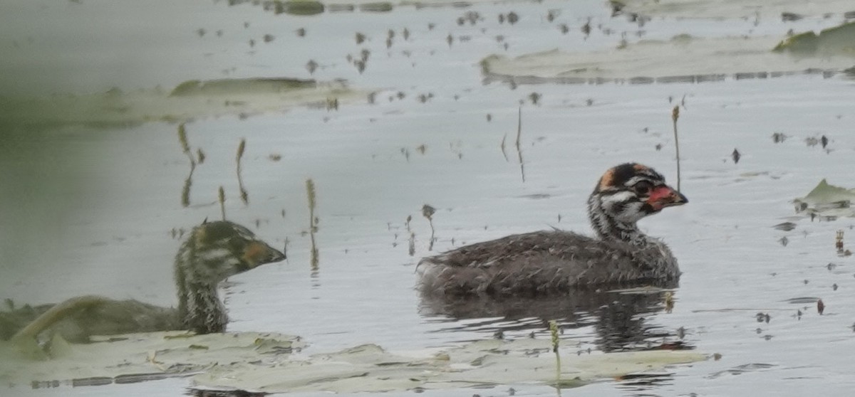 Pied-billed Grebe - ML620533471