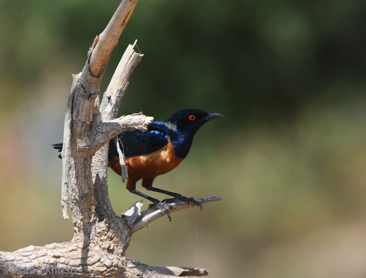 Hildebrandt's Starling - ML620533476