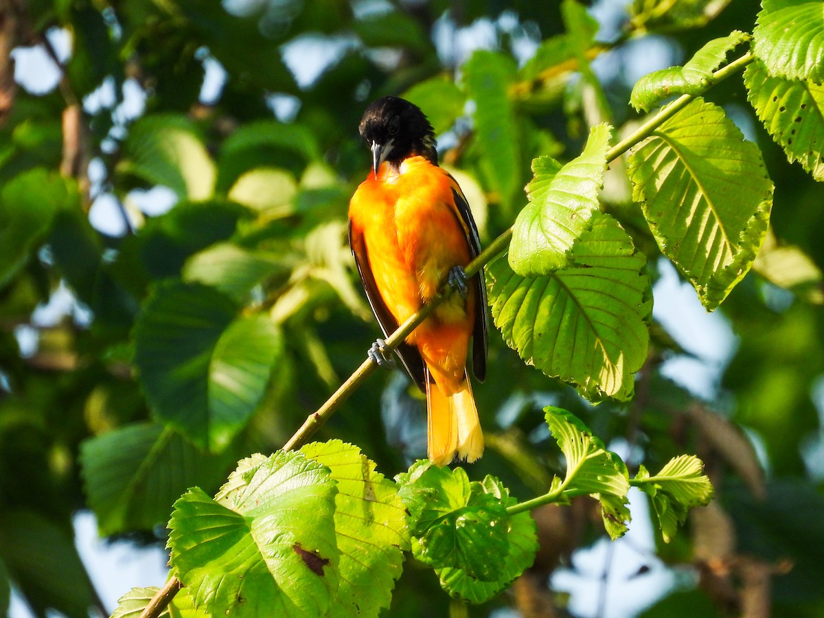 Baltimore Oriole - ML620533480