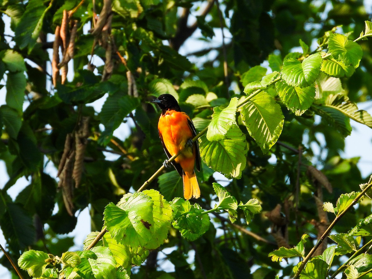 Baltimore Oriole - ML620533481