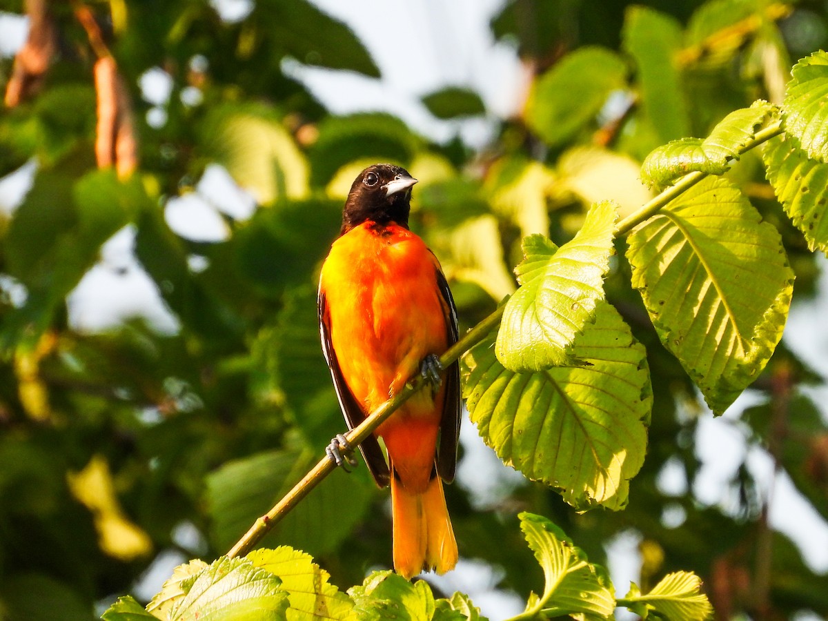 Baltimore Oriole - ML620533482