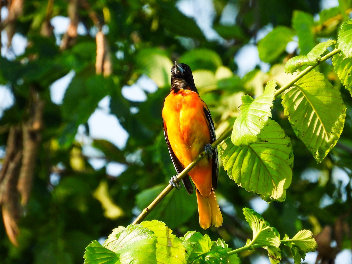 Baltimore Oriole - ML620533483