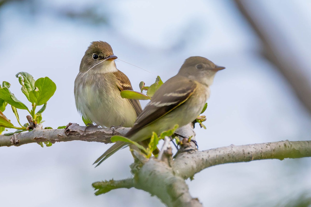 Alder Flycatcher - ML620533492