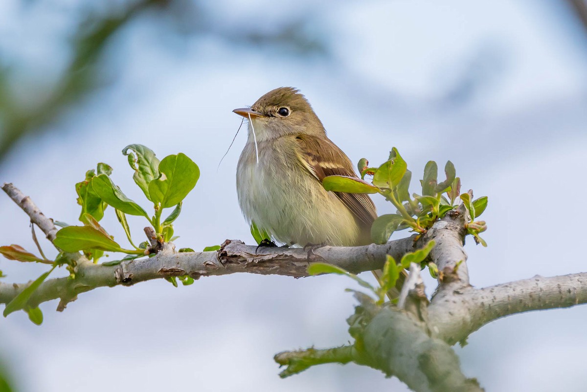 Alder Flycatcher - ML620533493