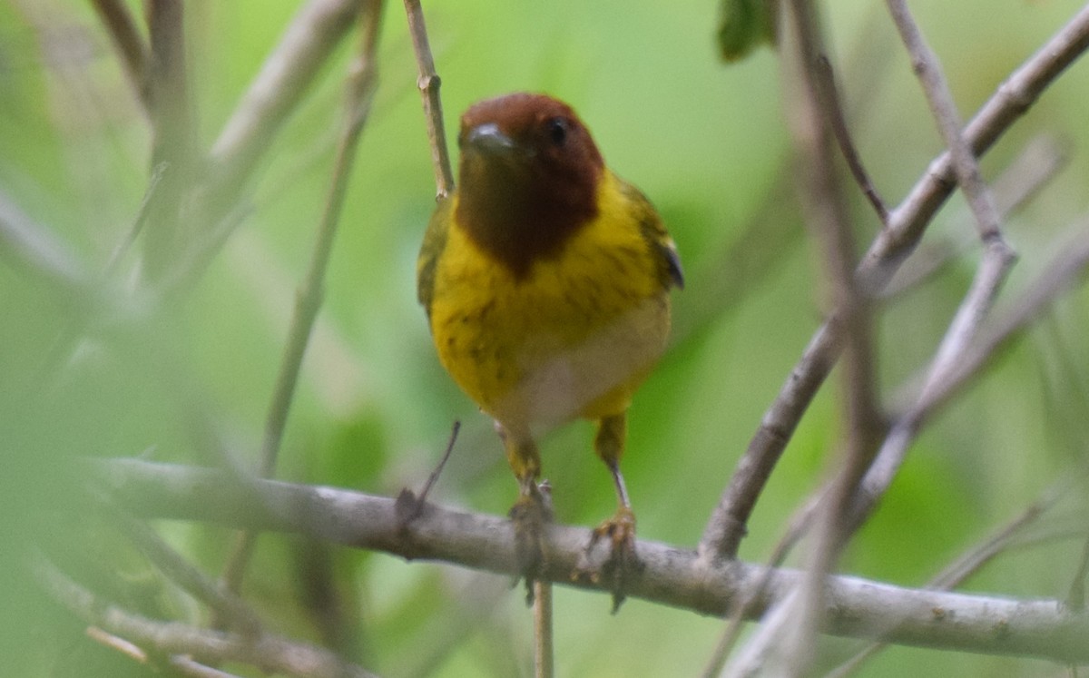 Yellow Warbler (Mangrove) - ML620533500