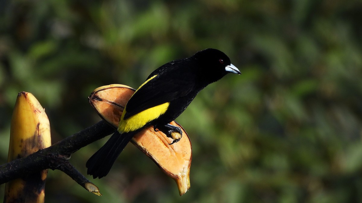 Flame-rumped Tanager (Lemon-rumped) - ML620533501
