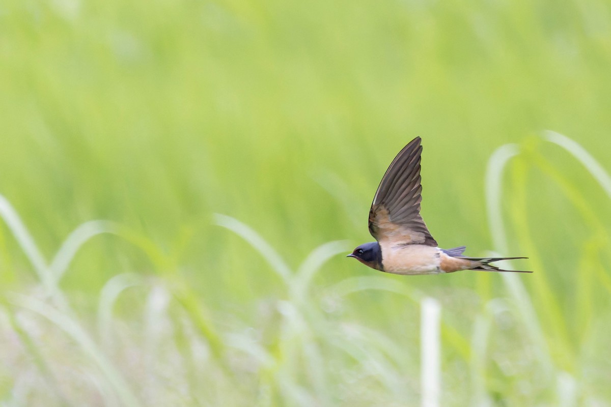 Golondrina Común - ML620533502