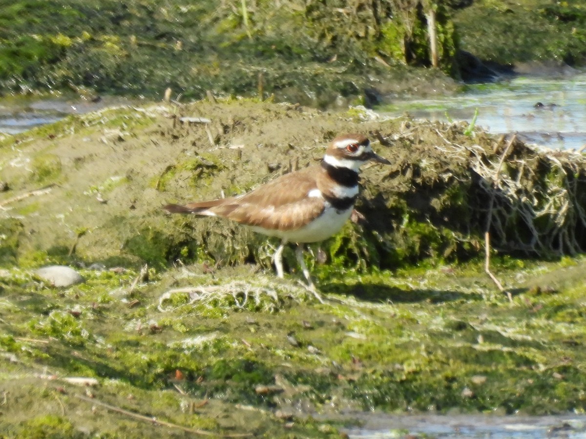 Killdeer - ML620533506