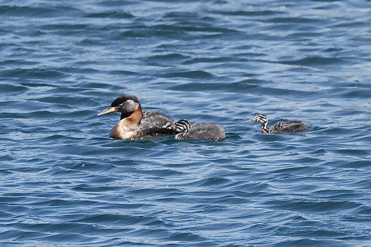Red-necked Grebe - ML620533511