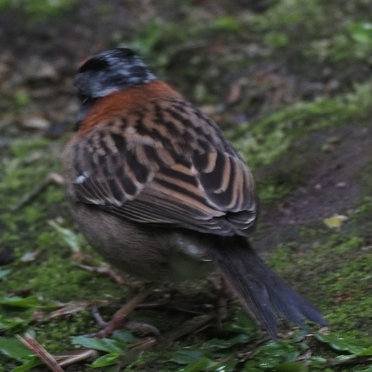 Rufous-collared Sparrow - ML620533512