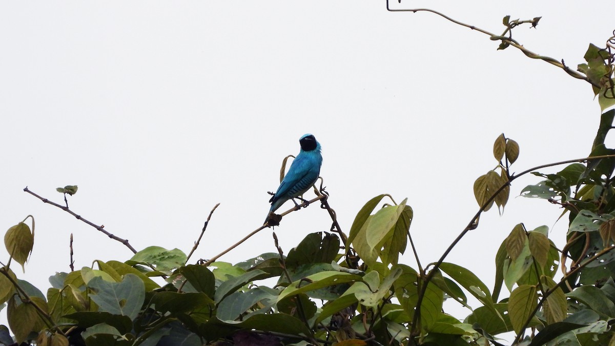 Swallow Tanager - ML620533514