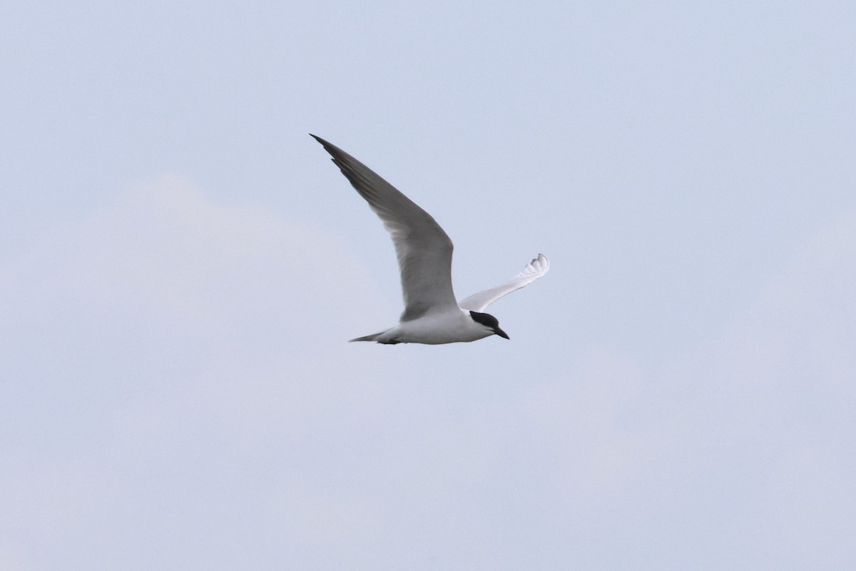 Gull-billed Tern - ML620533515