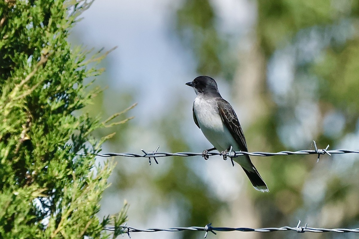 Eastern Kingbird - Scott Fischer