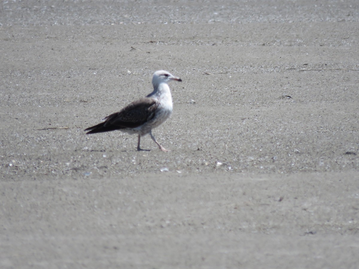 Gaviota Sombría - ML620533521