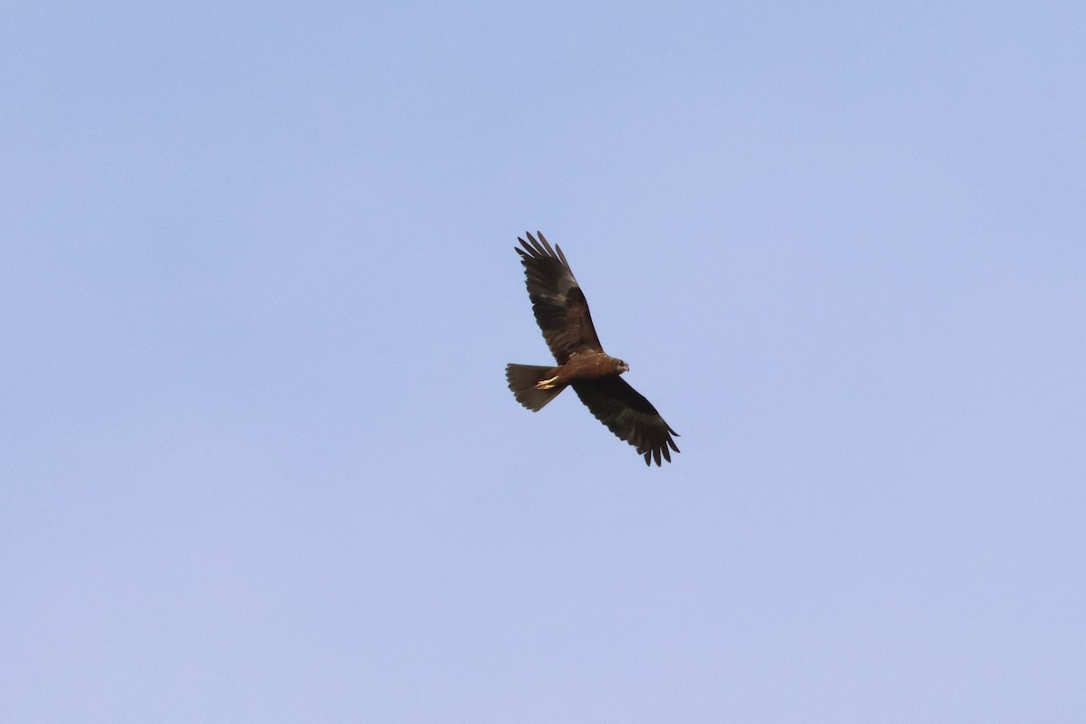 Western Marsh Harrier - ML620533527