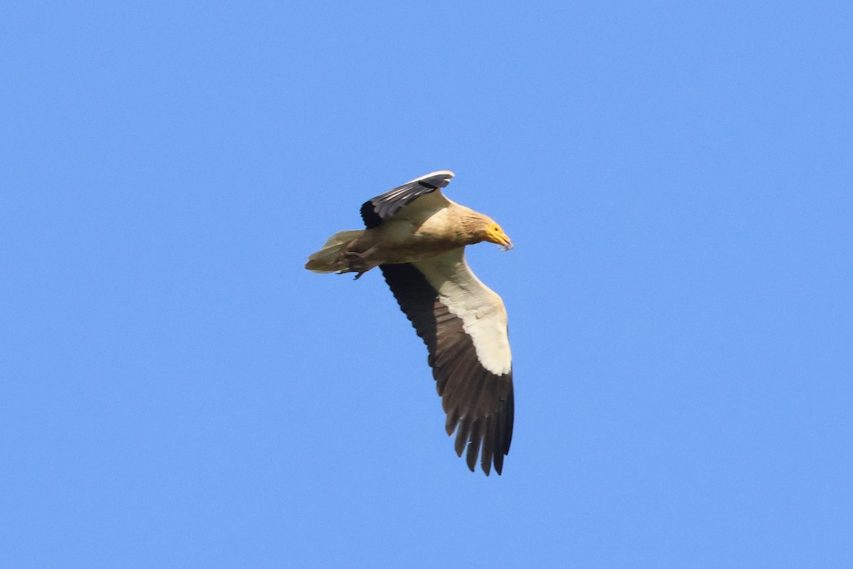 Egyptian Vulture - ML620533531