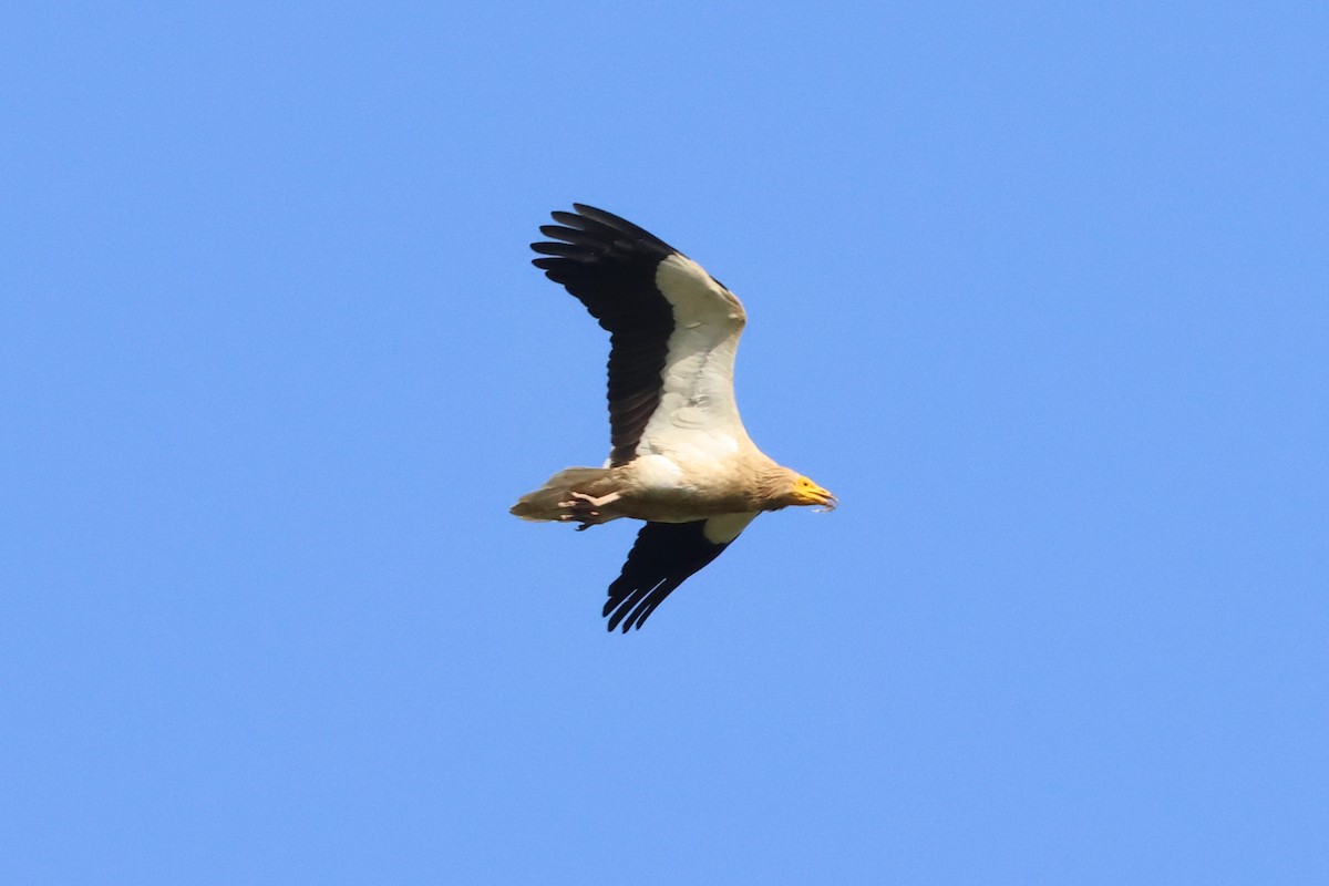 Egyptian Vulture - ML620533532