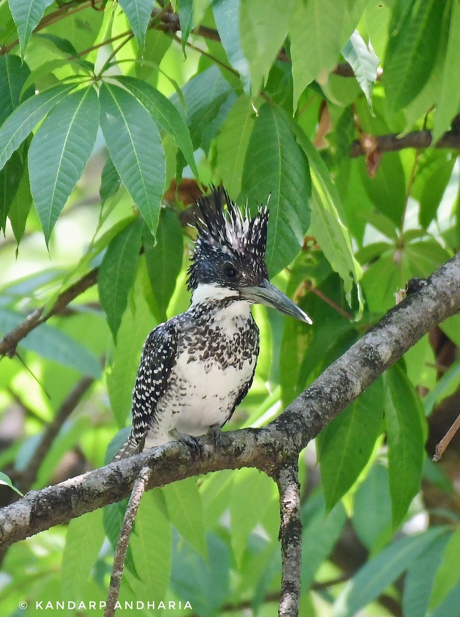 Crested Kingfisher - ML620533538