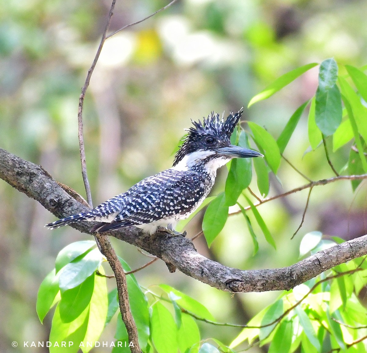 Crested Kingfisher - ML620533539
