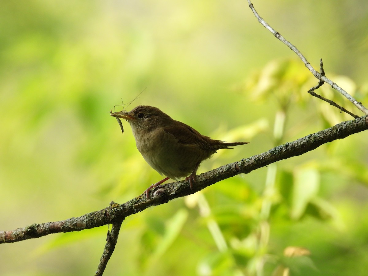 House Wren - ML620533540