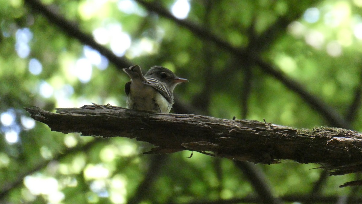 Acadian Flycatcher - ML620533549