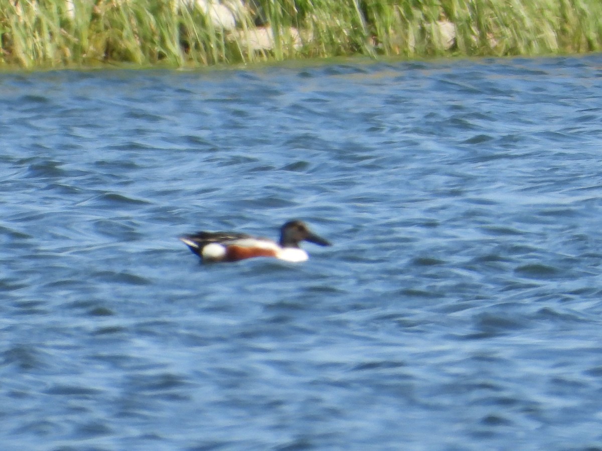 Northern Shoveler - ML620533551