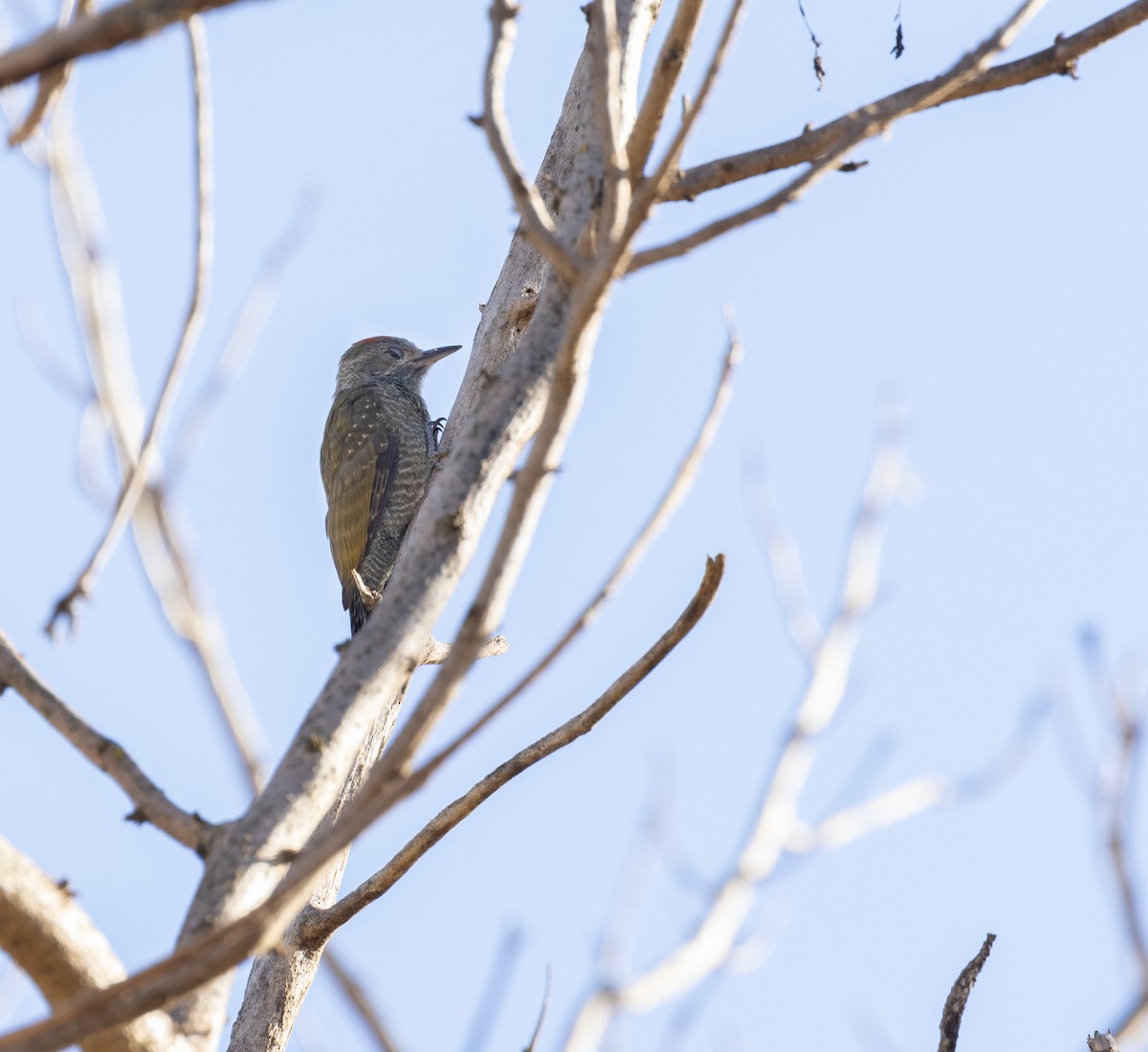 Little Woodpecker - ML620533552