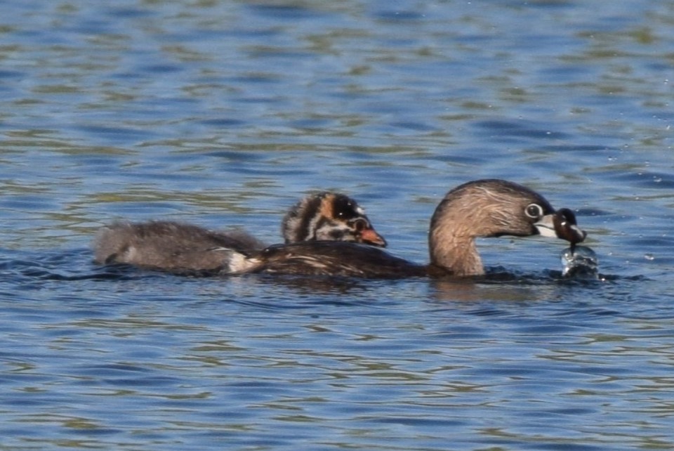 Pied-billed Grebe - ML620533575