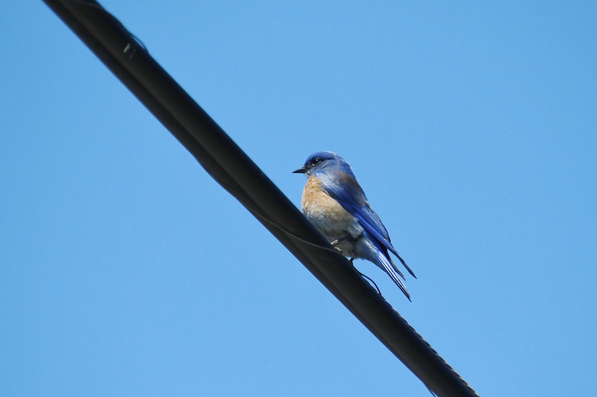 Western Bluebird - ML620533576