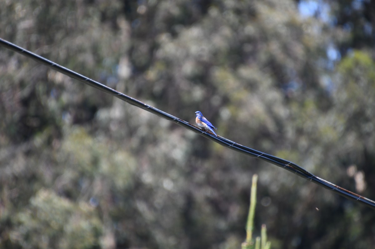 Western Bluebird - ML620533578