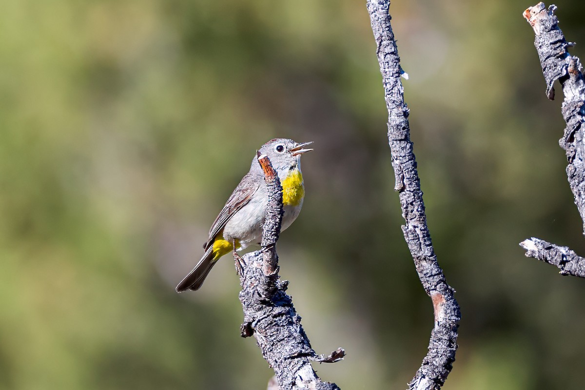 Gelbsteiß-Waldsänger - ML620533586