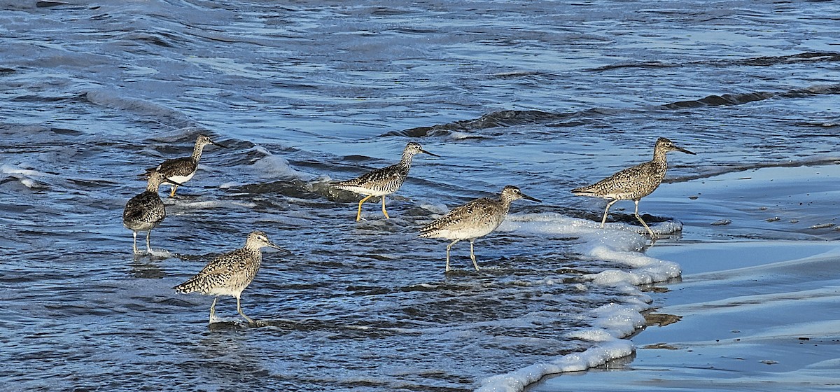 Greater Yellowlegs - ML620533597