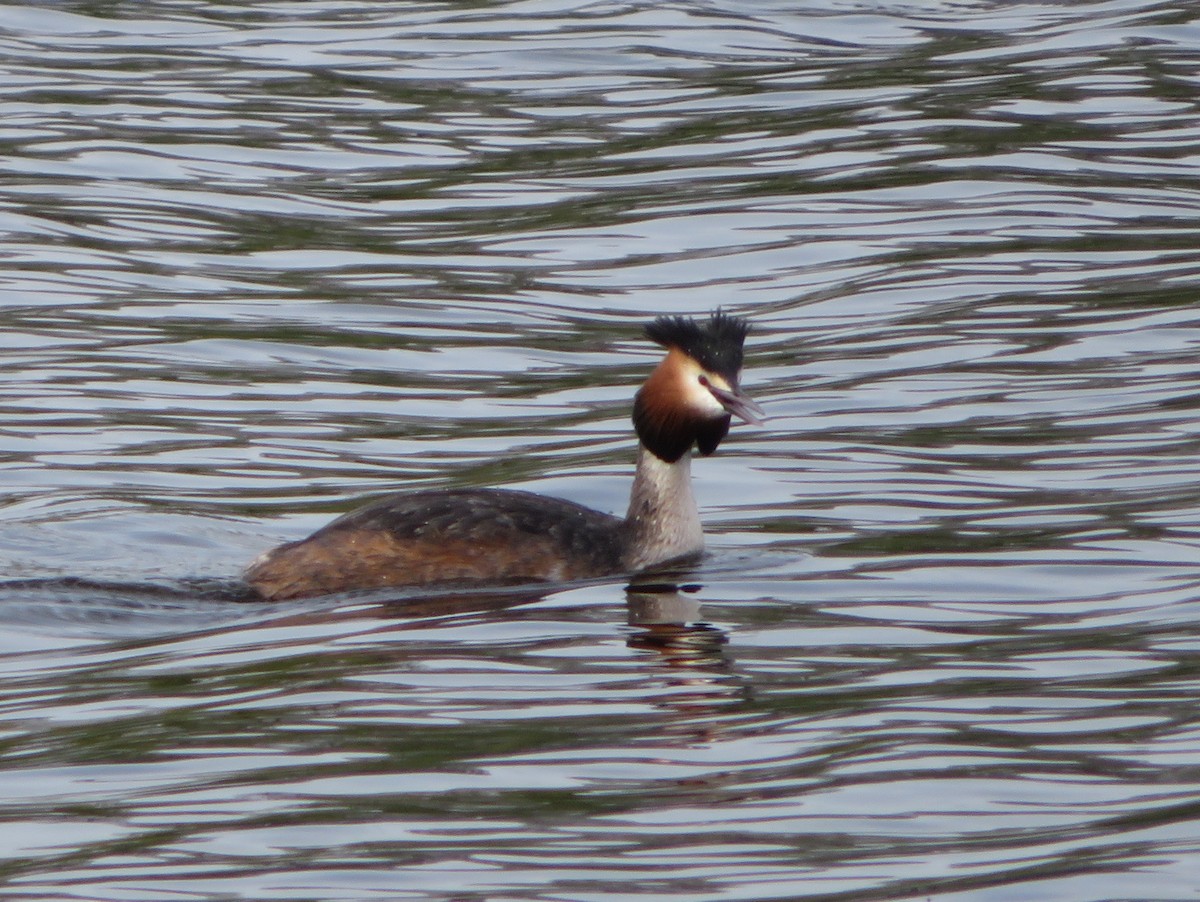 Great Crested Grebe - ML620533600