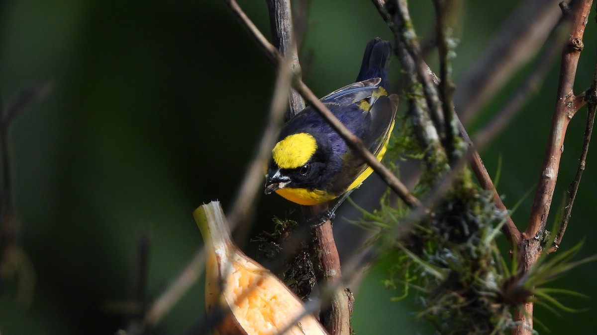 Thick-billed Euphonia - ML620533601