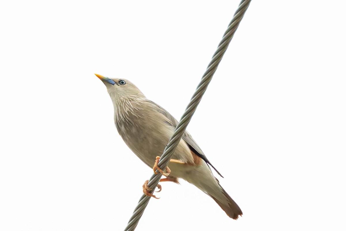 Chestnut-tailed Starling - ML620533604