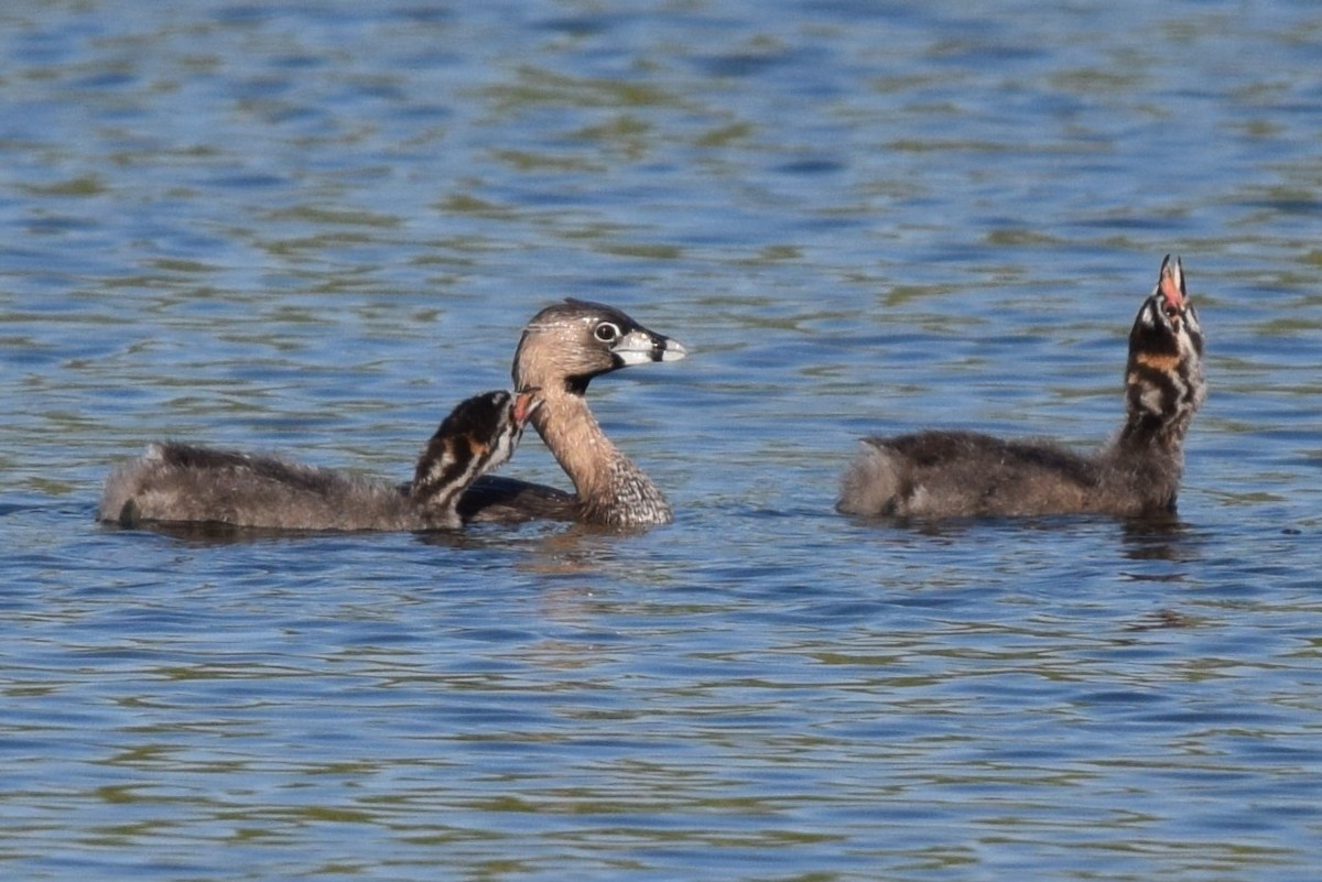 Pied-billed Grebe - ML620533605