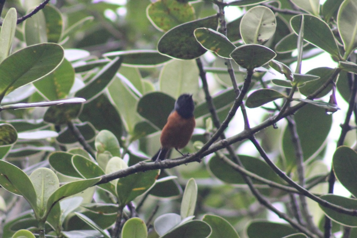 Blue-backed Conebill - ML620533616