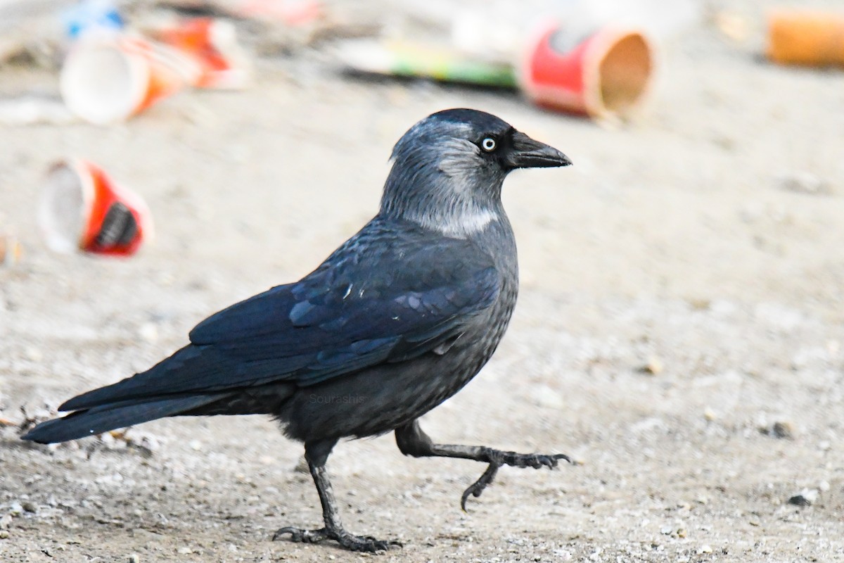 Eurasian Jackdaw - ML620533628