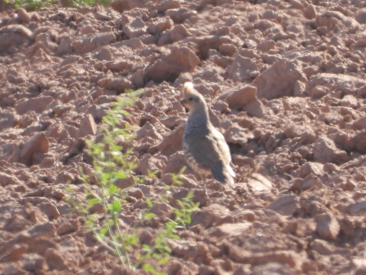 Scaled Quail - ML620533629